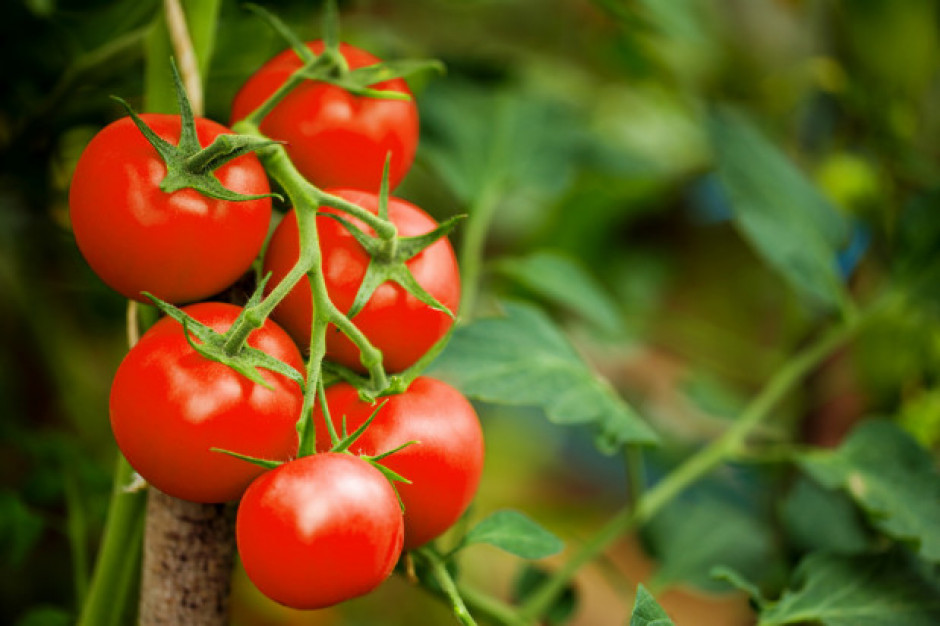 fot. shutterstock Kalisz: Azerbejdżanin podejrzany o oszukanie plantatorów pomidorów
