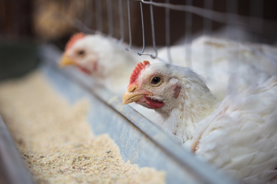 fot. shutterstock Grypa ptaków ponownie w Polsce: Wykryto ognisko choroby na Lubelszczyźnie