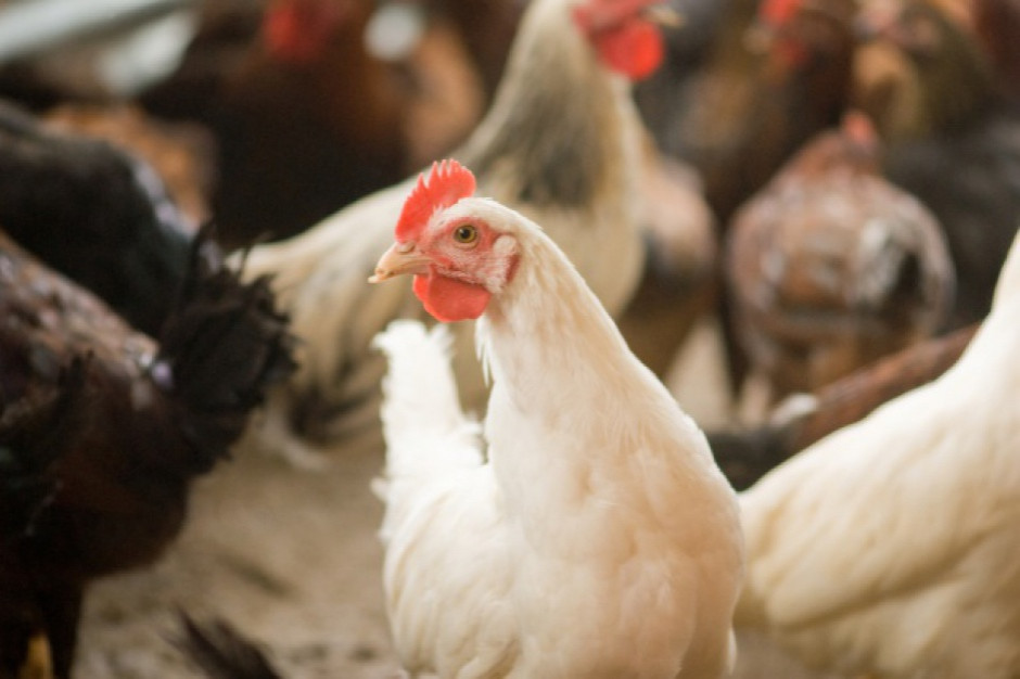 fot. shutterstock Wojewoda Lubelski: Rozpoczęliśmy usuwanie zagrożenia w związku z wykryciem ptasiej grypy