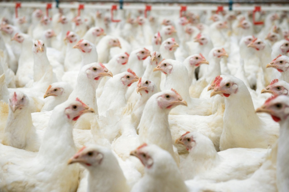 fot. shutterstock Lubelskie: Prokuratura wszczęła śledztwo ws. wystąpienia grypy ptaków