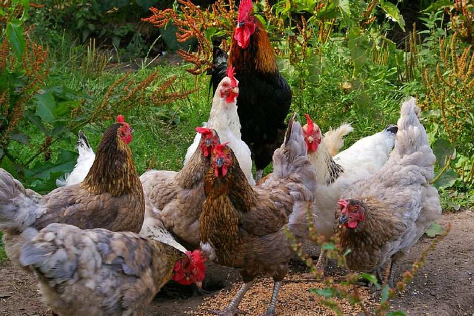 fot. pixabay.com W Lubelskiem wykryto kolejne ognisko grypy ptaków