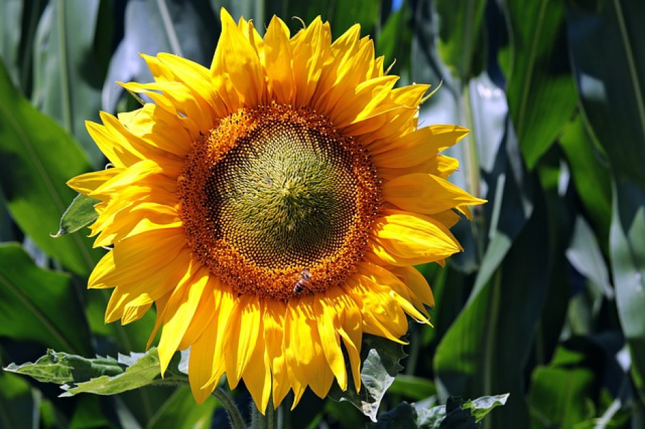 fot. pixabay.com W Rosji padł rekord zbiorów słonecznika