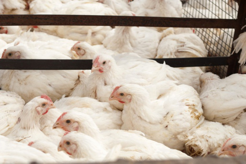 Fot. Shutterstock Krajowa Izba Producentów Drobiu i Pasz pomoże przy wycenie strat spowodowanych grypą ptaków