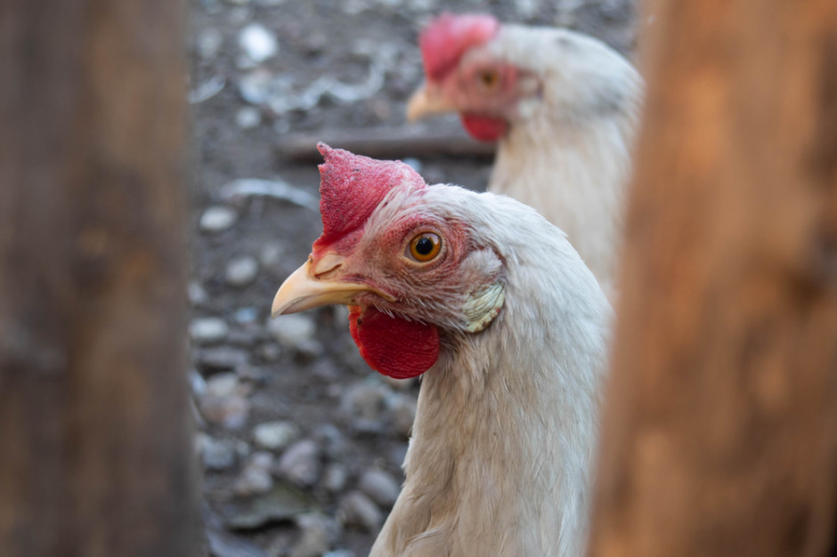 fot. shutterstock Mięso na wtorek: Grypa ptaków znów uderza w polskie drobiarstwo
