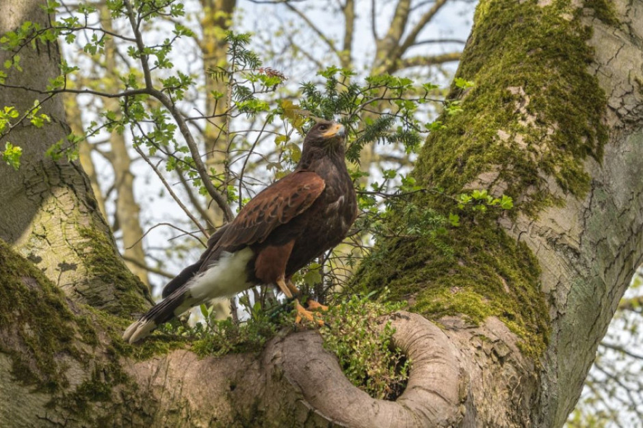fot. pixabay GLW potwierdza wystąpienie grypy u dzikich ptaków