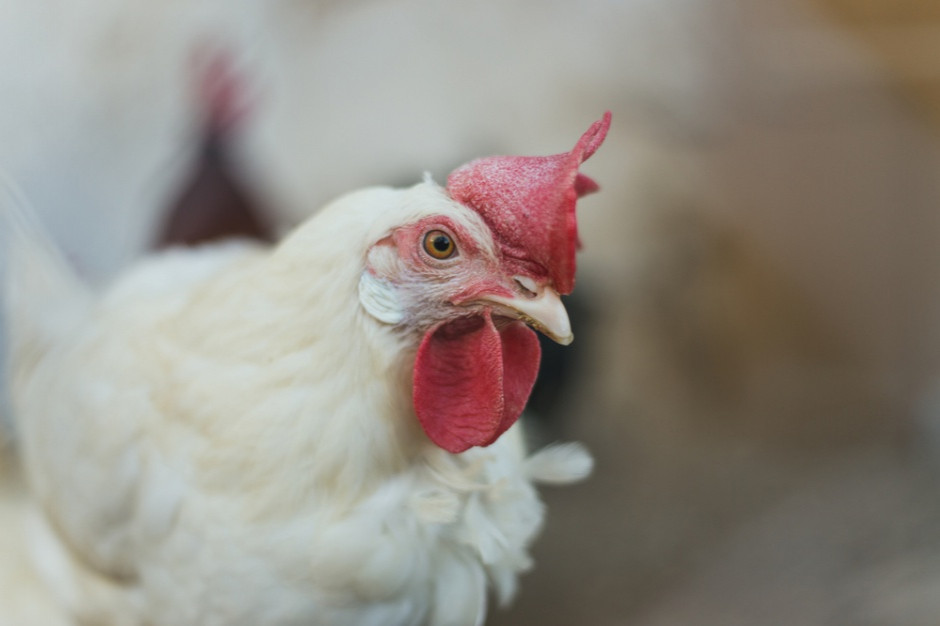 fot. shutterstock Słowacja zgłosiła przypadek ptasiej grypy