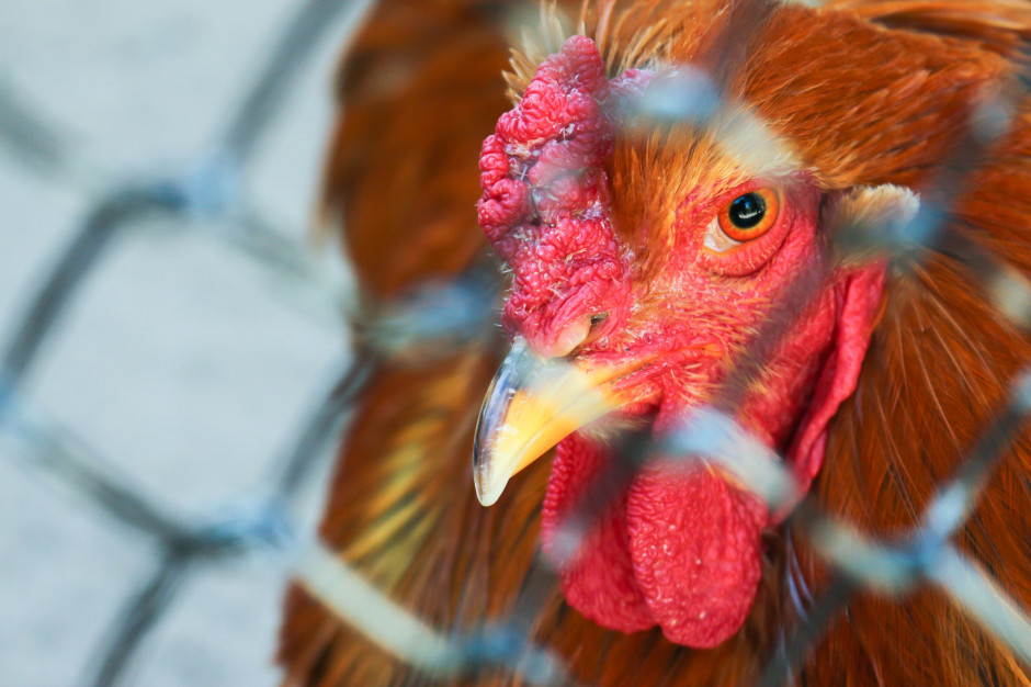 fot. shutterstock.com Zachodniopomorskie: Rozpoczęto zagazowywanie hodowli drobiu, gdzie potwierdzono wirus H5N8