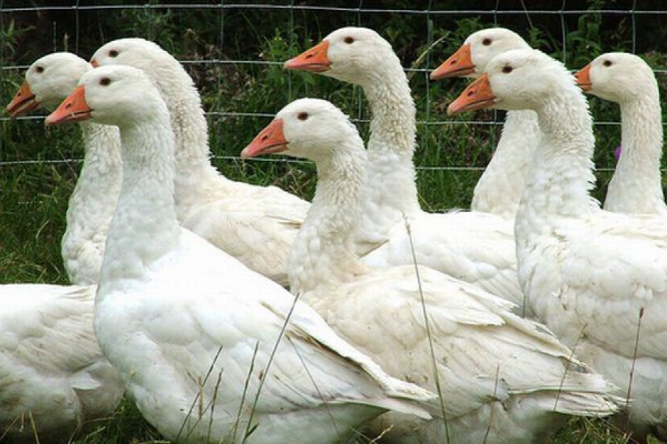 Wielkopolskie: likwidacja stada gęsi zarażonych ptasią grypą