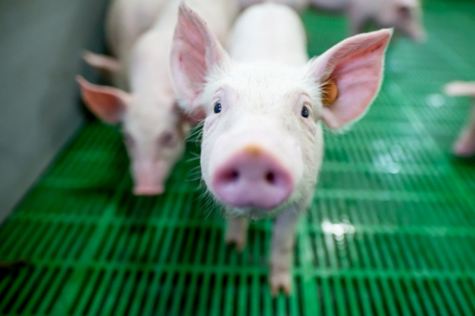 fot. materiały prasowe Gobarto: spółka z grupy kupiła fermę trzody chlewnej na 12 tys. sztuk wraz z biogazownią