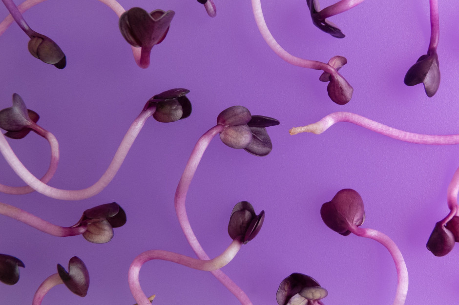 fot. unsplash.com Dieta: warto jeść kiełki