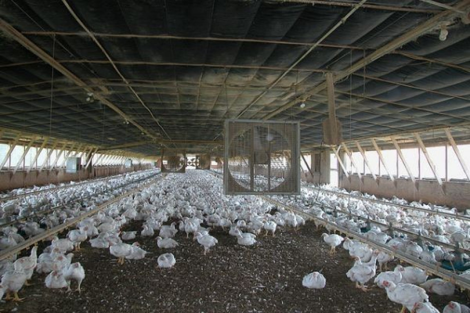Fot. Shutterstock Pierwszy od 3 lat przypadek ptasiej grypy na Ukrainie, drugi na Słowacji