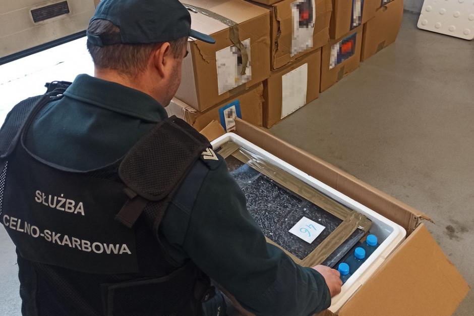 fot. mat. pras. Podkarpackie: Rekordowa próba przemytu węgorza europejskiego