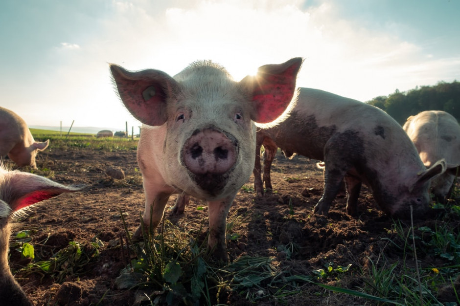 fot. unsplash GUS: w grudniu 2019 r. w Polsce hodowano ponad 11,2 mln świń
