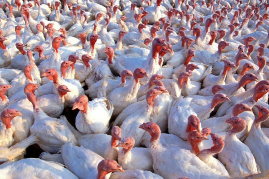 fot. shutterstock.com Grypa ptaków pogrąża fermy