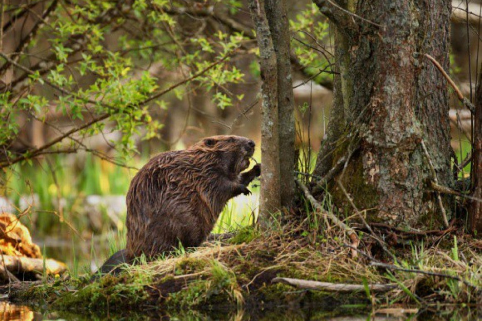 fot. shutterstock Zieloni domagają się anulowania odstrzału bobrów