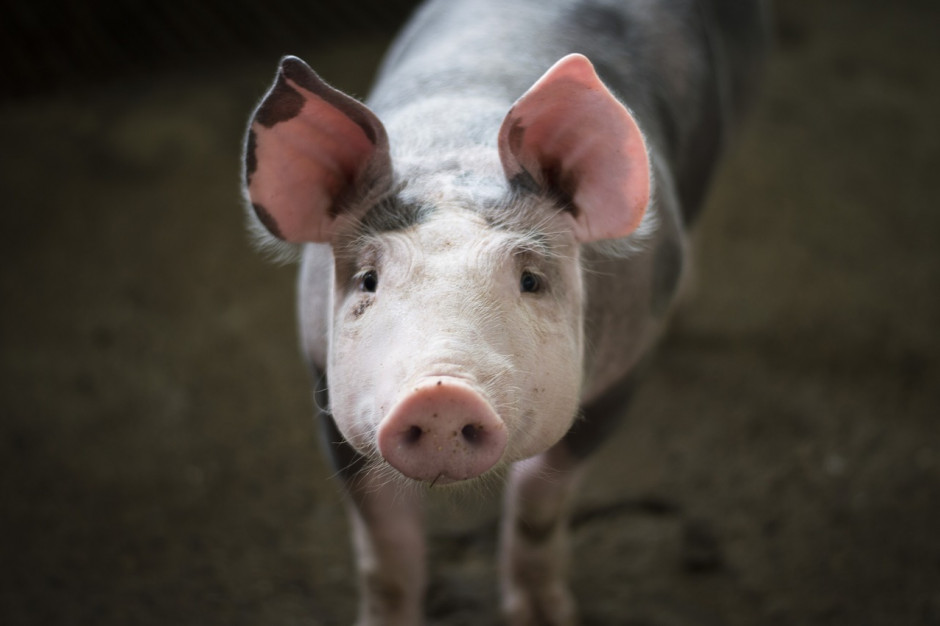 W ciągu pierwszych trzech tygodni stycznia 2020 r. trzodę chlewną skupowano średnio po 6,04 zł/kg, o 48% drożej niż rok temu fot. yairventuraf/pixabay.com ASF rozdaje karty na rynku wieprzowiny, wysokie ceny skupu trzody chlewnej