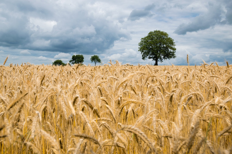Warunki pogodowe panujące jesienią i w miesiącach zimowych wzbudzają wiele obaw o tegoroczne zbiory zbóż w Europie fot. KaiPilger/pixabay.com Obawy o spadek zbiorów pszenicy w UE w 2020 r.