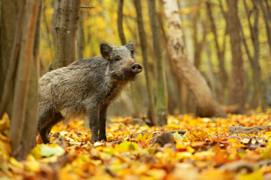 Zwalczanie ASF nie polega tylko na odstrzale dzików; fot. shutterstock.com Prof. Niemczuk, dyrektor PIW: walka z ASF to nie tylko odstrzał dzików