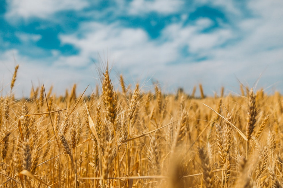 Z powodu zmian klimatycznych wkrótce może zabraknąć żywności, fot. unsplash/Polina Rytova Z powodu zmian klimatycznych wkrótce może zabraknąć żywności. Czy nowe technologie pomogą rozwiązać ten problem?