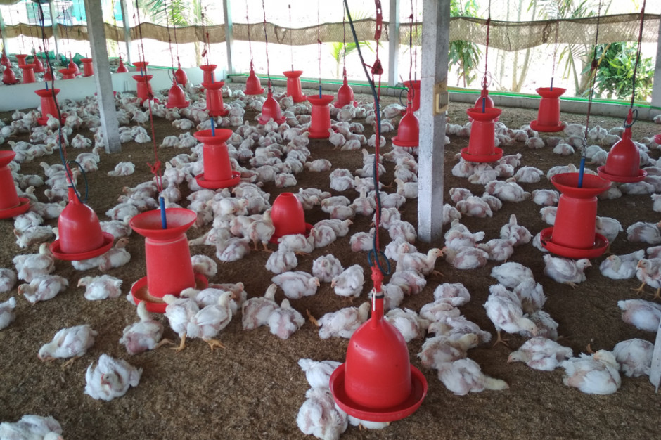Ferma drobiu w Indiach. Plotki o koronawirusie zaszkodziły lokalnym producentom, fot. shutterstock Plotka o koronawirusie obniżyła ceny drobiu w Indiach