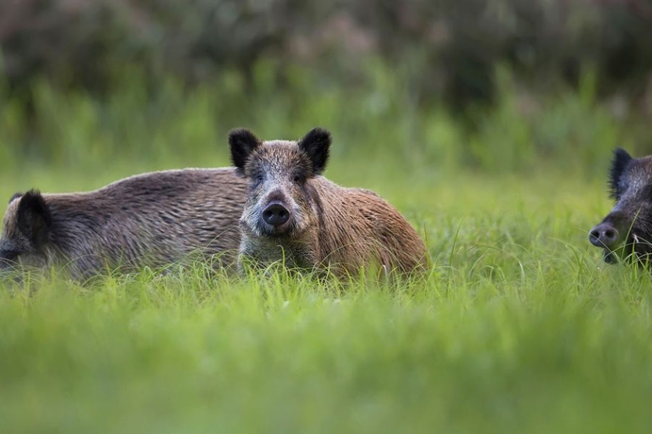 Do kwietnia 2020 w woj. świętokrzyskim odstrzał dzików obejmie 2 tys. zwierząt, fot. shutterstock ASF: Dwa tysiące dzików do odstrzału sanitarnego w woj. świętokrzyskim