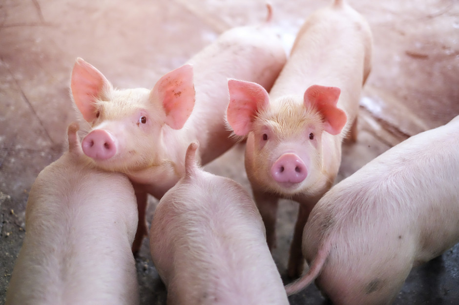 Liczba zwierząt poddawanych ubojowi w rzeźni rolniczej w danym dniu będzie limitowana; fot. shutterstock Od 18 lutego można uruchamiać rzeźnie rolnicze