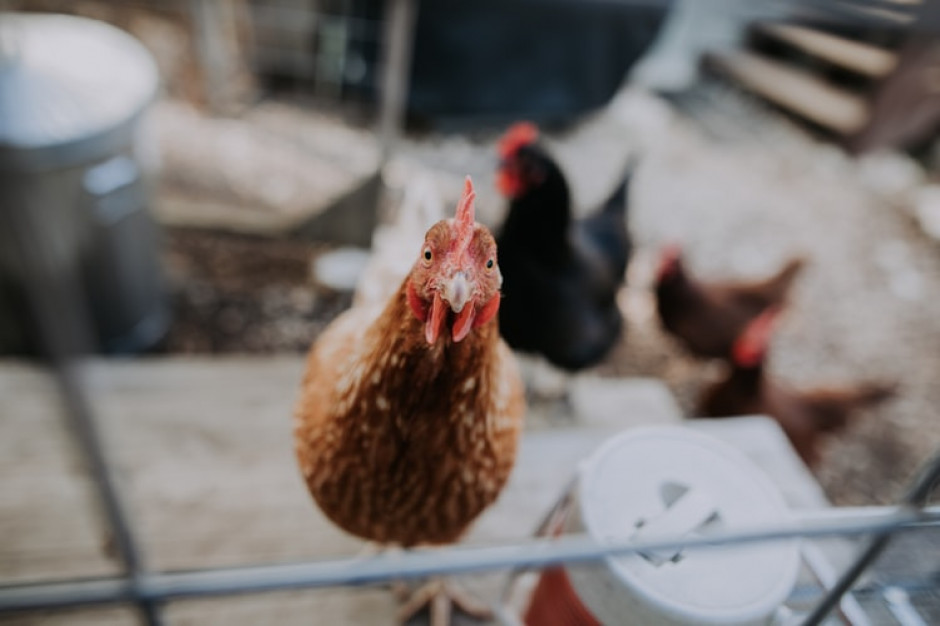 Koronawirus ma swoje negatywne konsekwencje także dla branży drobiarskiej w Chiacnh, Photo by Christin Hume on Unsplash Koronawirus powoduje zmniejszenie produkcji drobiu w Chinach