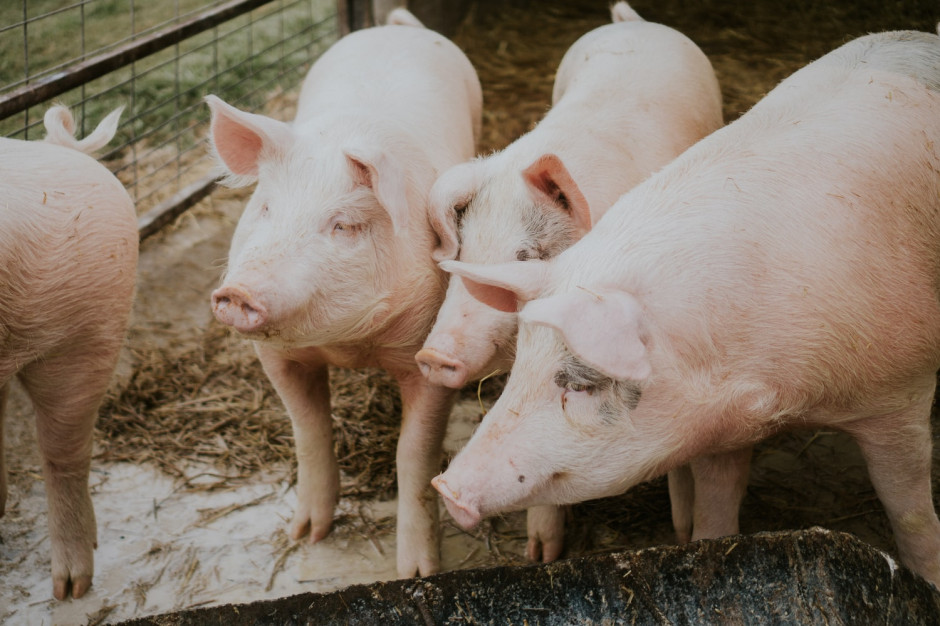 Zakłady mięsne podniosły ceny skupu o 30 gr za 1 kg tuszy, fot. by Amber Kipp on Unsplash Wieprzowina: Zakłady mięsne podnoszą ceny tuczników