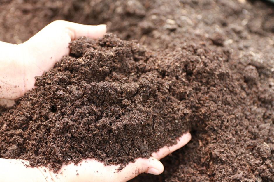 Wysokie temperatury w styczniu zakłócały spoczynek roślin; fot. shutterstock Wysokie temperatury w styczniu zakłócały spoczynek roślin