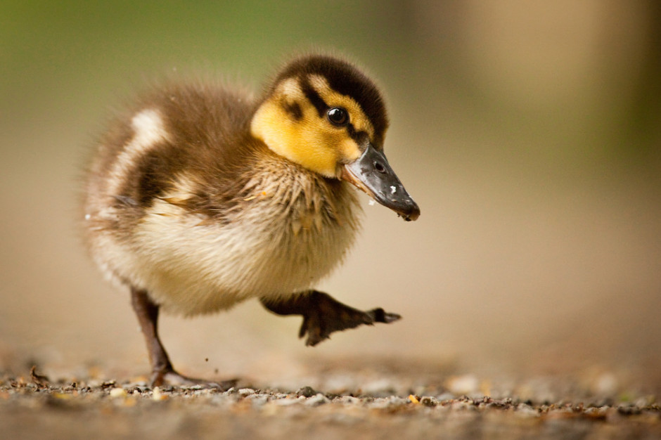 Ok. 5 tys. kaczek rzeźnych zostanie zutylizowanych na skutek grypy ptaków w miejscowości Konopnica; fot shutterstock 25. ognisko grypy ptaków