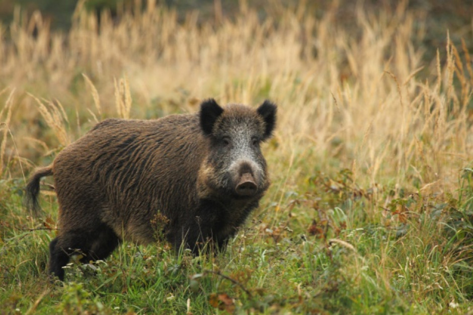 ASF dzików: jest dużo gorzej niż przed rokiem, fot. shutterstock ASF dzików: jest dużo gorzej niż przed rokiem