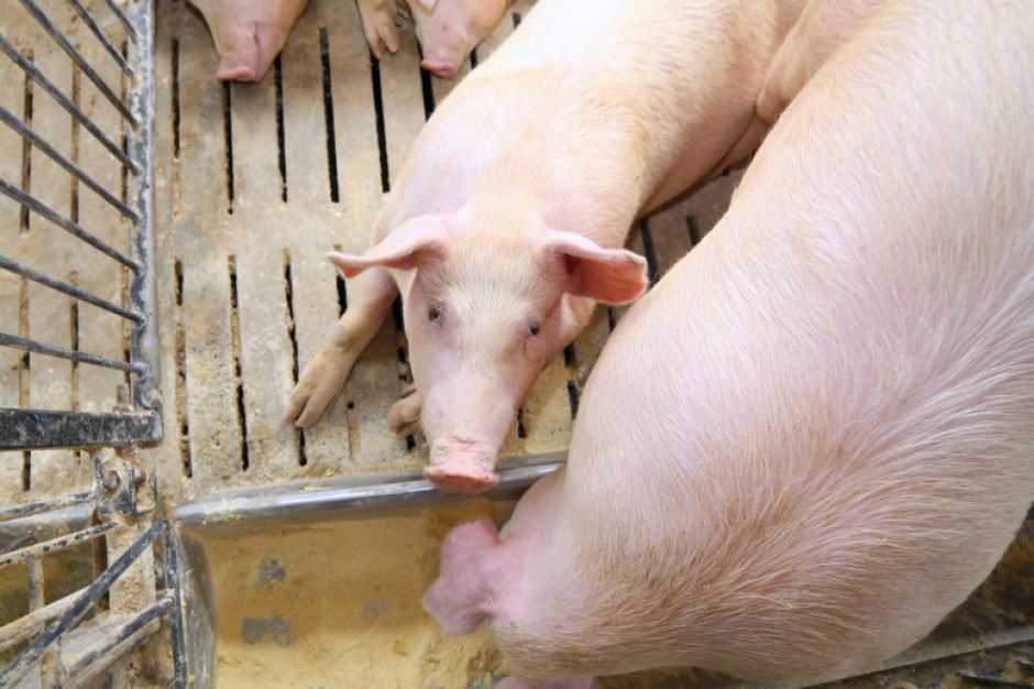 Czy koronawirus dalej będzie ograniczał wzrost cen skupu świń? fot. shutterstock Czy koronawirus dalej będzie ograniczał wzrost cen skupu świń?
