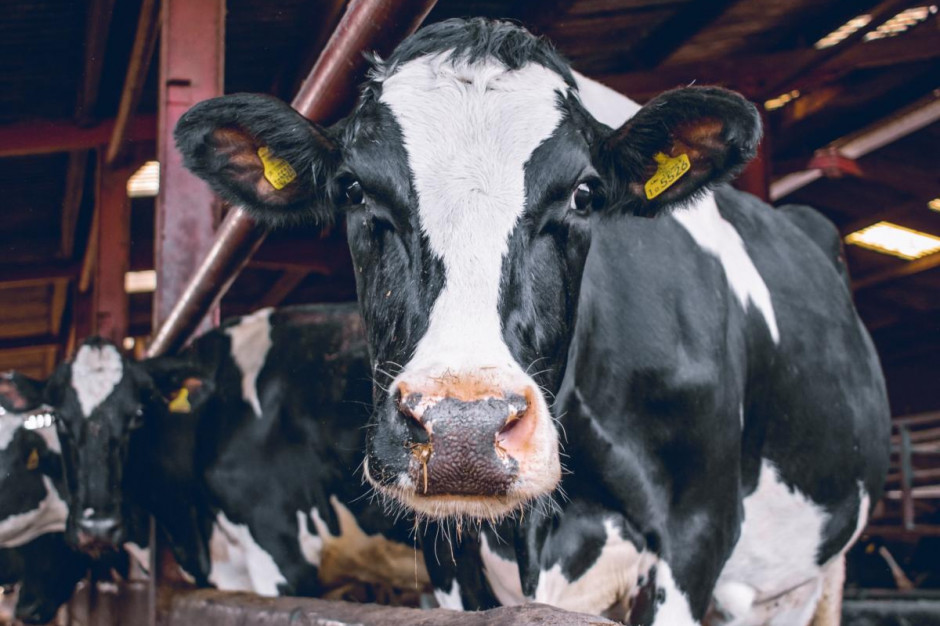 Jak zabezpieczyć mleko w czasie koronawirusa /fot. Unsplash Co się stanie z mlekiem gdy mleczarnia zostanie zakażona?