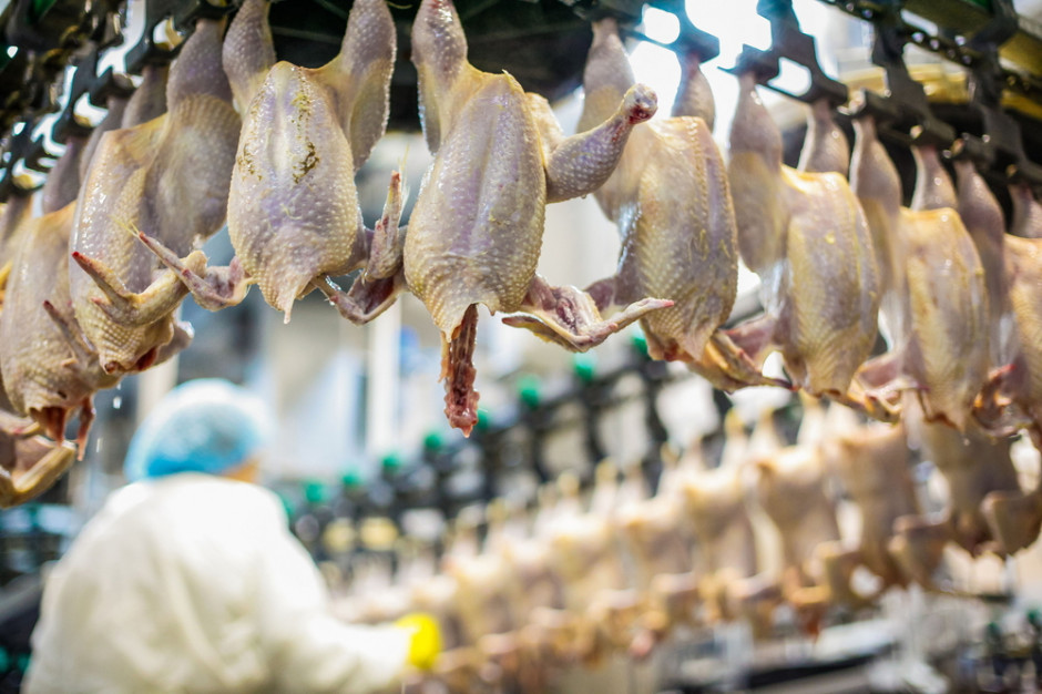 Do wybuchu pandemii Polska eksportowała niemal połowę krajowej produkcji drobiu, fot. shutterstock W drobiarstwie największy kryzys od 1989. Będzie fala upadłości? (wideo)