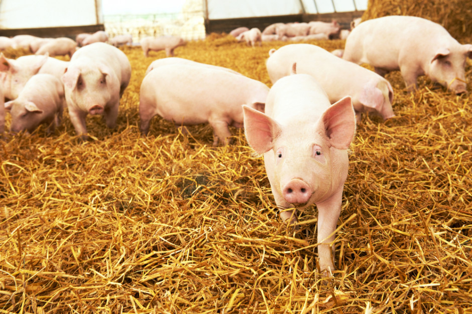KSG Agro zamierza zwiększyć produkcję świń