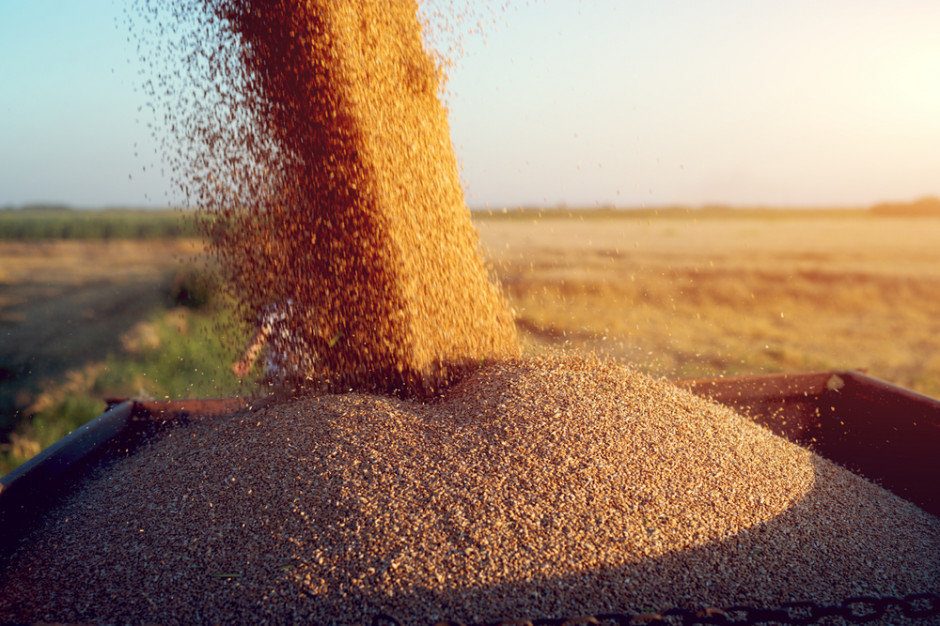 Mimo suszy zboże płynie za granicę, fot. shutterstock Mimo suszy zboże płynie za granicę