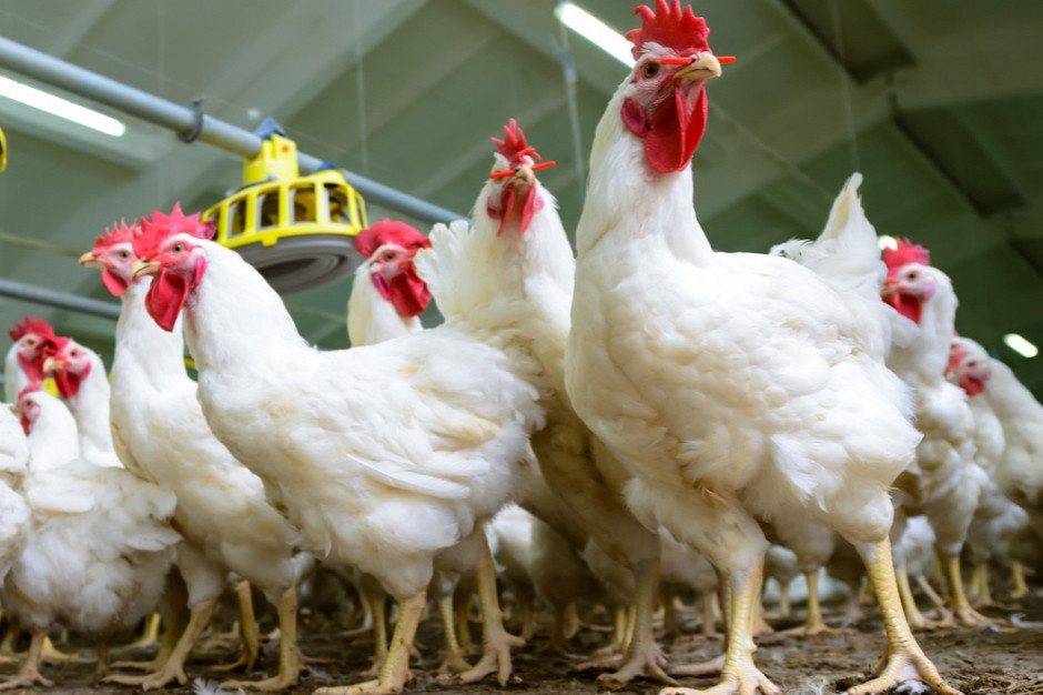 Węgry: W 226 gospodarstwach stwierdzono ptasią grypę, fot. shutterstock Węgry: W 226 gospodarstwach stwierdzono ptasią grypę