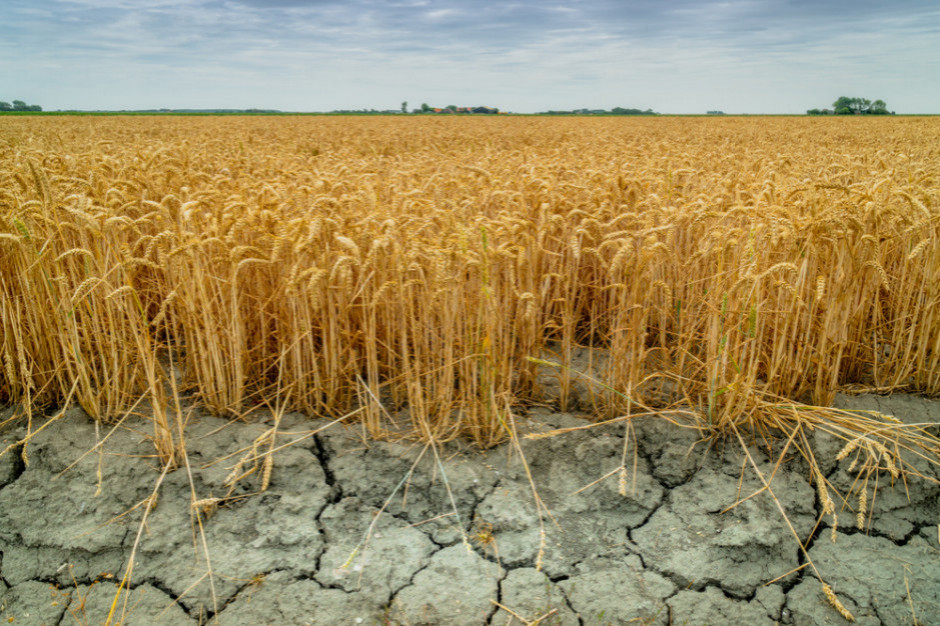 Tegoroczna susza może mieć poważniejsze skutki od tej z roku 2019, fot. shutterstock Tegoroczna susza może mieć poważniejsze skutki od tej z roku 2019