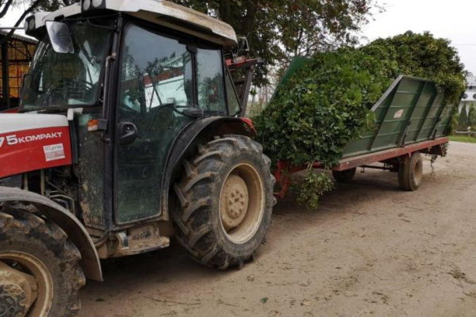 Zbiory chmielu sezon 2019 w Polsce fot. materiały prasowe Kryzys w niemieckich plantacjach chmielu. Czy w Polsce jest podobnie?