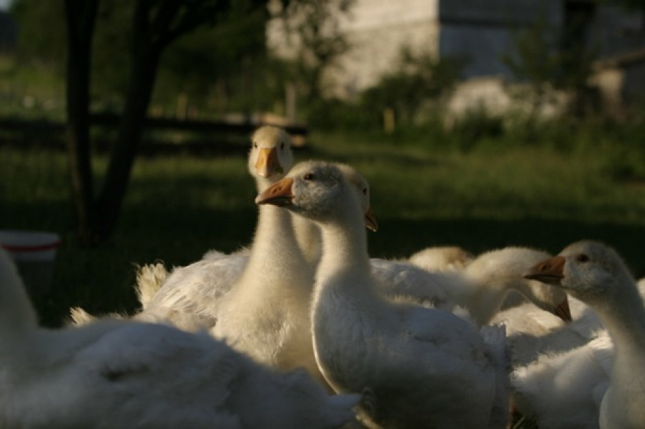 Podkarpaccy rolnicy kupią kilkanaście tysięcy piskląt kaczek i gęsi