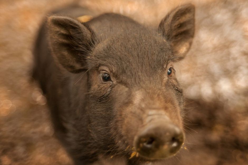 Koronawirus uderzył w mysliwych /fot. Unsplash Koronawirus uderzył w myśliwych