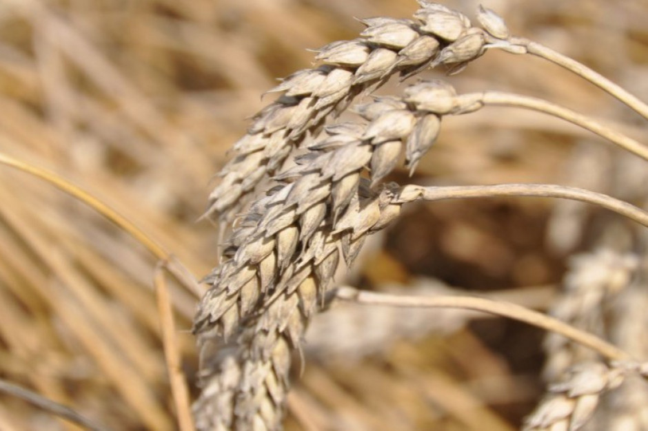 Izba Zbożowo-Paszowa: deszcze ożywiły podaż zbóż, fot. shutterstock Izba Zbożowo-Paszowa: deszcze ożywiły podaż zbóż