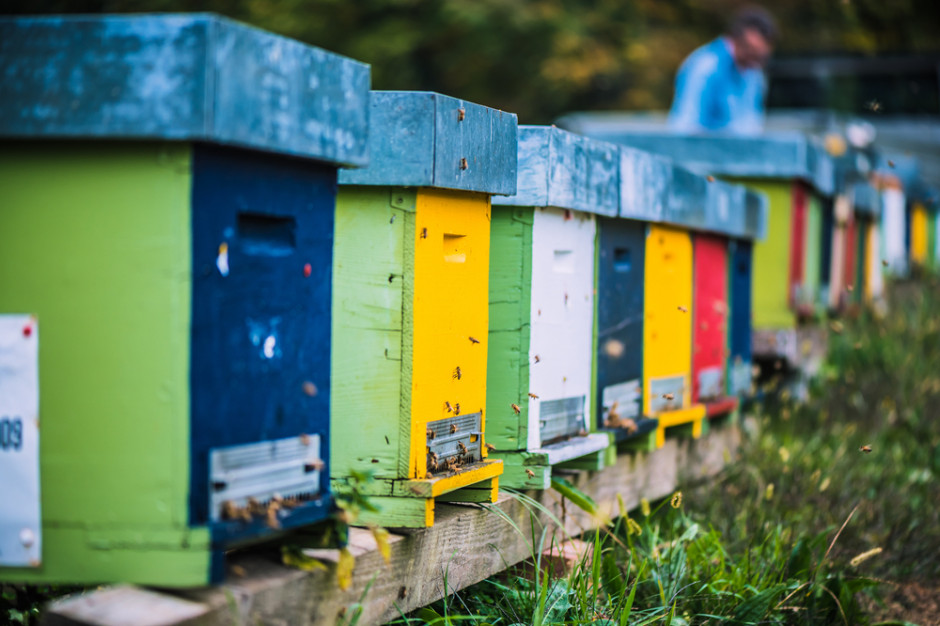 Pierwsze gospodarstwa pasieczne w Polsce oferują usługę oddychania powietrzem z ula, fot. shutterstock Oddychanie powietrzem z ula nowym trendem w pszczelarstwie