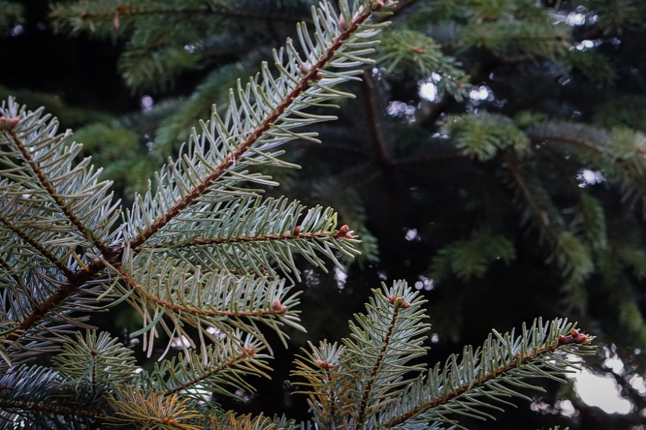 Wsparcie na sadzenie lasów /fot. pixabay.com Wsparcie dla rolnikow na sadzenie lasów