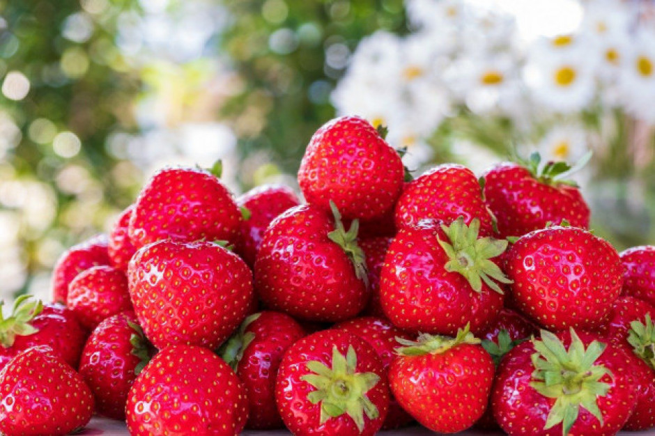 Trwa sezon truskawkowy 2020/ fot. pixabay.com Truskawki 2020: Ceny owoców spadają