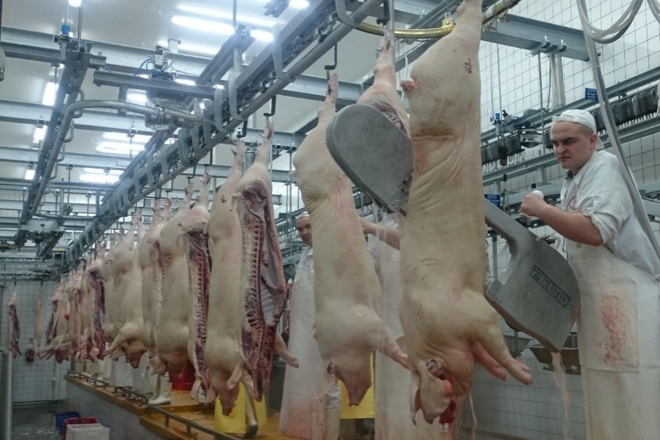 Czasowe zamknięcie największej w Niemczech ubojni świń Niemcy: zamknięcie największej ubojni świń nie wpłynie na razie na wzrost cen