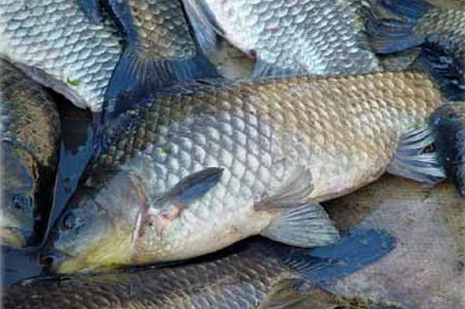 300 zł na hektar dla rybaków poszkodowanych przez ubiegłoroczną suszę lub powódź