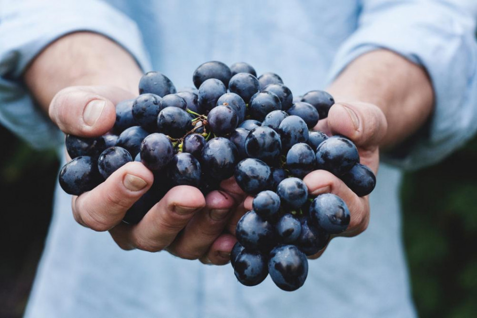 Można się zapisać do ewidencji producentów wina /fot. Unsplash Do 15 lipca KOWR przyjmuje wnioski od producentów wina o wpis do ewidencji