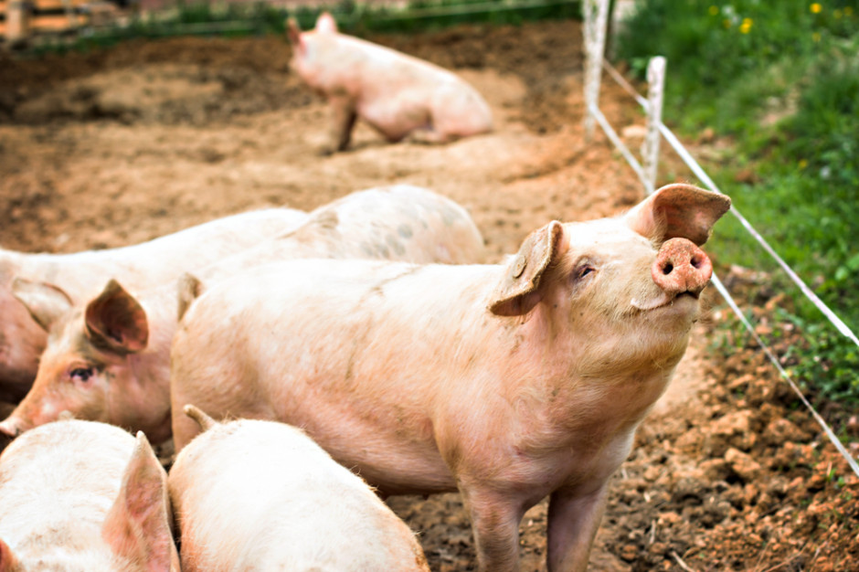 Polpig: Hodowcy, którzy prowadzą produkcję trzody chlewnej w cyklu otwartym zostali pominięci w tarczy antykryzysowej. fot. shutterstock Hodowcy trzody chcą objęcia systemu otwartego tarczą antykryzysową
