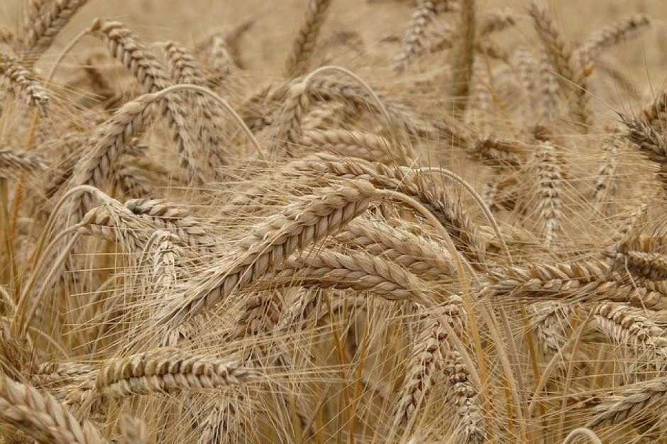 Żyto jest kolejnym produktem, którym można handlować na Rynku Towarów Rolno-Spożywczych (RTRS), fot. pixabay.com/Hans GPW: Żyto na Rynku Towarów Rolno-Spożywczych